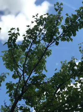 Under fruitless apricot tree facing up the sky through tree branches and cumulus Stock Photos