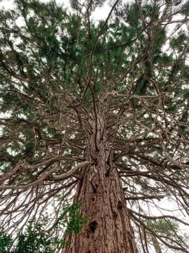 Under the giant sequoia tree Stock Photos