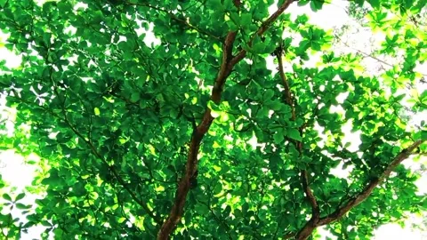 Under the green crown of trees Stock Footage 324777445