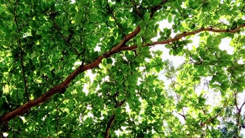 Under the green crown of trees Stock Footage 324777450
