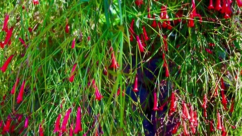 Under the green crowns of palm trees grows a bush with bright red flowers. Stock Footage 310765448