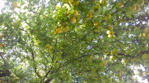 Under the green leaves of the tree hiding ripening fruits against the sky Stock Footage 89613438