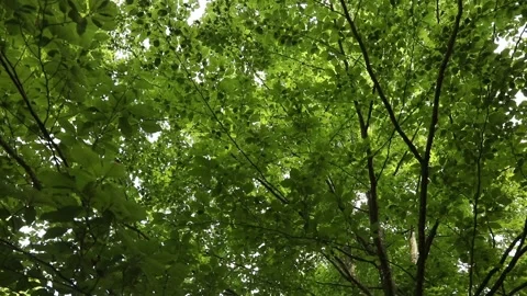 Under green tree crown slow motion 動画素材 231910427