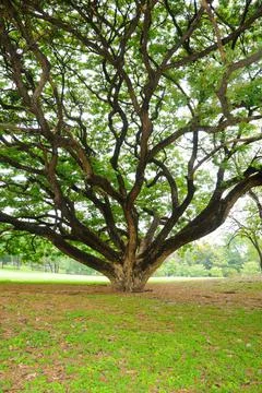 Under a Huge Tree in a Park Stock Photos