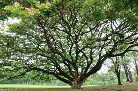 Under a Huge Tree in a Park Stock Photos