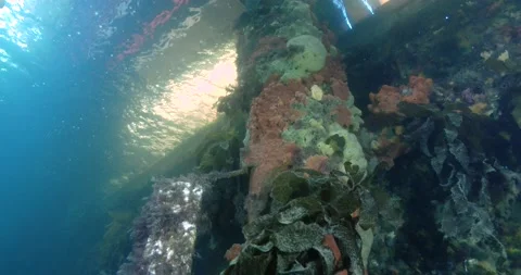 Under The Jetty, Low Angle Shot Clip8968 Stock Footage 230024383