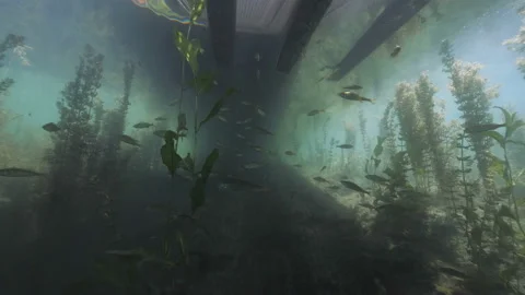 Under the jetty, underwater shot 動画素材 228463318