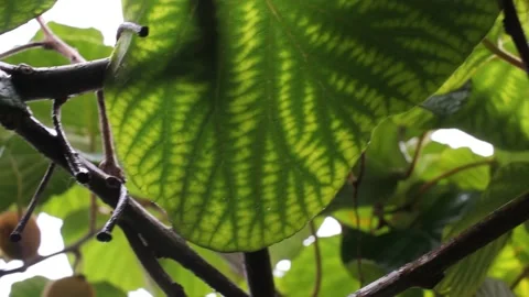 Under the kiwi tree watching the leaves Stock Footage 234023807