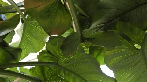 Under the large leaves of the calla lily plant Video stock 109275463