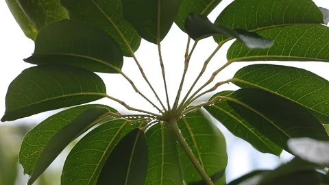 Under leaves look after rainfall. 스톡 동영상 126361076