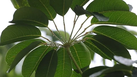 Under leaves look during rainfall. 스톡 동영상 126358620