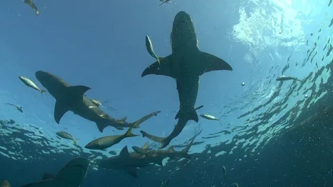 Under Lemon Sharks 스톡 동영상 126220257