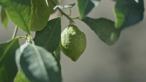 Under a lemon tree full of green lemons, lime. 스톡 동영상 259407955