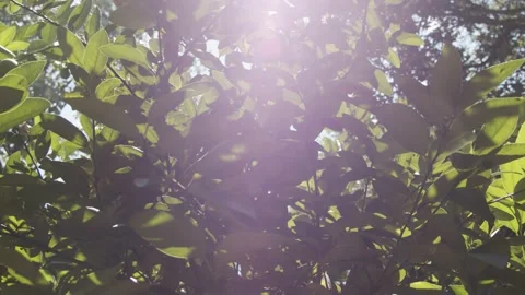 Under the lemon trees Stock Footage 132068703