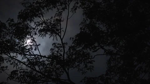 Under a luminous moon, fireflies flash in perfect rhythm across the treetop Stock Footage 307837390