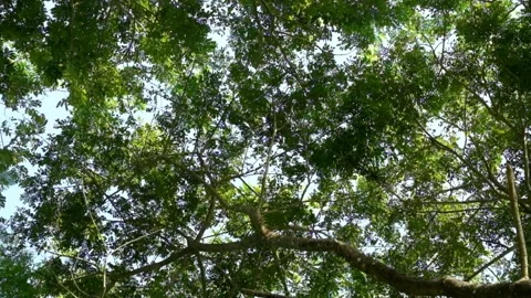 Under the lush trees in the tropical rainforest Stock-Footage 319800898