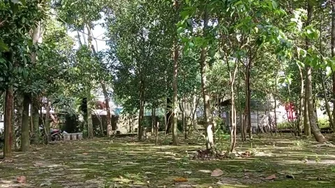 Under the lush wood trees Stock Footage 224982595
