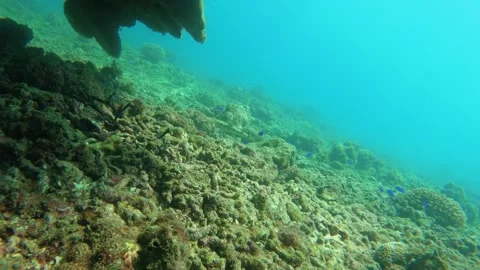 Under massive mushroom coral view of stress and dead corals covered by Coralline Stock Footage 240483403