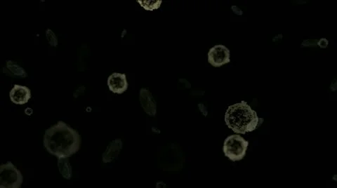 Under microscope Stock Footage 18153250