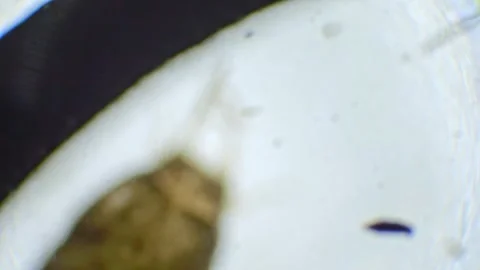 Under the microscope, a silverfish insect is magnified in slow motion, reve.. Stock Footage 286814670