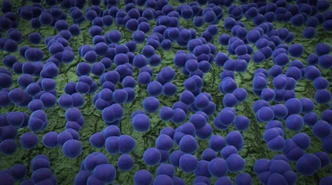 Under the microscope, staphylococcus Stock-Footage 59923350