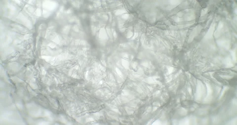 Under microscope. A web of linen strings under a scope. Spider web under zoom Stock Footage 199226460