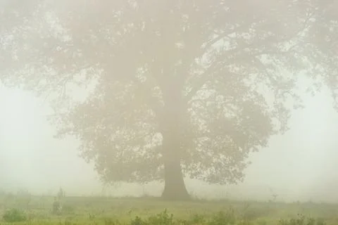 Under misty Oak Stock Photos