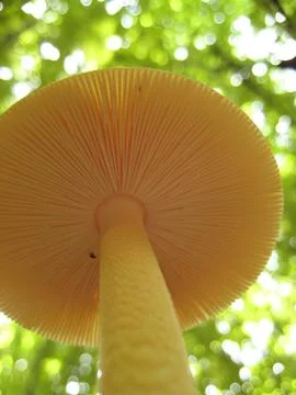 Under a mushroom Stock Photos