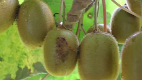 Under my kiwi trees after rain Stock Footage 234023810