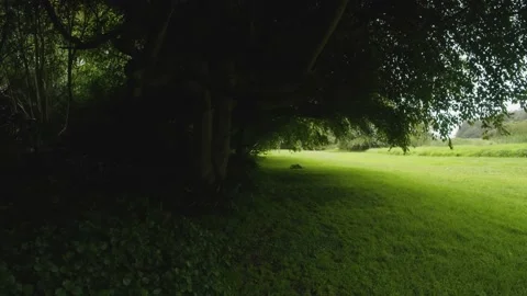 Under a mystical tree 4K Stock Footage 168393727