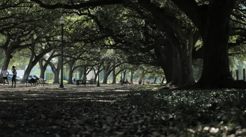 Under the Oak Trees at Hermann Park Conservancy in Houston Video stock 57910732