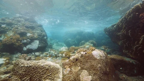 Under the ocean view of corals, seaweeds and tropical fishes. Vídeo Stock 122095379