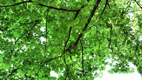 Under the old maple tree Stock Footage 104498666