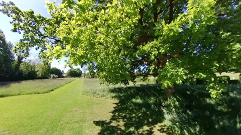 Under an old Oak Tree in Summer - View Treetop Stock Footage 277793877