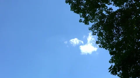 Under the old oak tree at sunny summer day. 4K. Time lapse Stock Footage 104649772