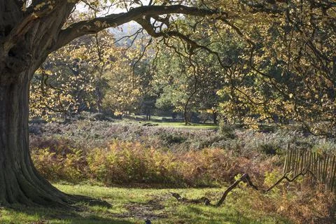 Under old tree Stock Photos