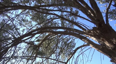 Under an Olive Tree Stockbeeldmateriaal 41519443