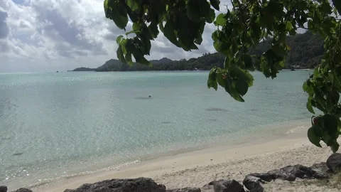 Under The Palm Tree On Exotic Bora Bora Beach Stock Footage 134859137