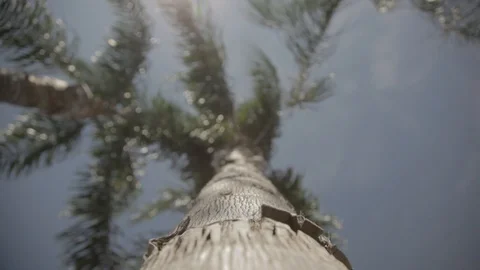 Under Palm Tree Vídeos de archivo 87616818