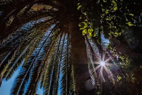 Under the palm tree Stock Photos