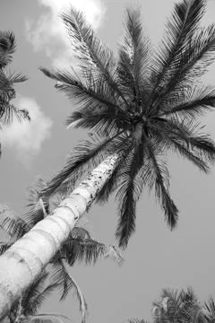 Under the Palm Tree Stock Photos