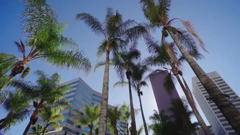 Under palm trees in Downtown Los Angeles. American business city Stock Footage 170192761