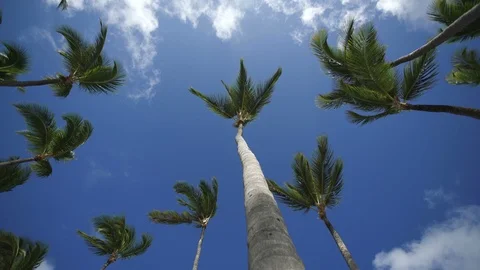 Under the Palm Trees Stock Footage 127003194