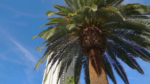 Under palm trees in Las Vegas in slow motion 250fps Video stock 166237187