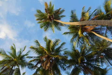 Under palm trees Stock Photos