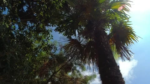 Under palms and other trees at Jardí Botànic Marimurtra in Blanes Stock Footage 249833594