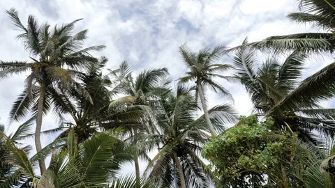Under Palms Tropical View Slowmotion 4k Video stock 85819225