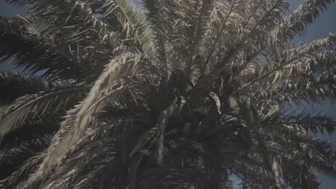 Under Palmtree 2 스톡 동영상 96418033