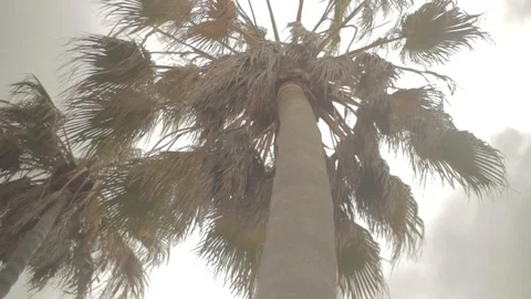 Under Palmtree - Venice Beach Vídeo Stock 96418019