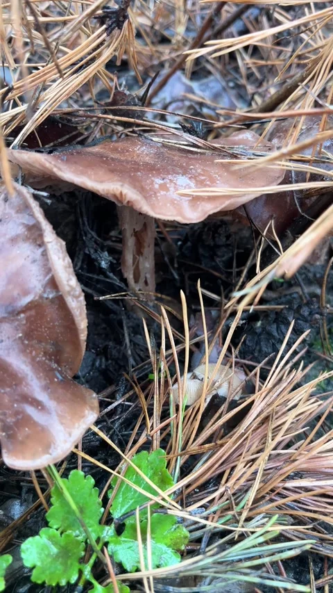From under the pine branches in the forest floor Stock Footage 322099077